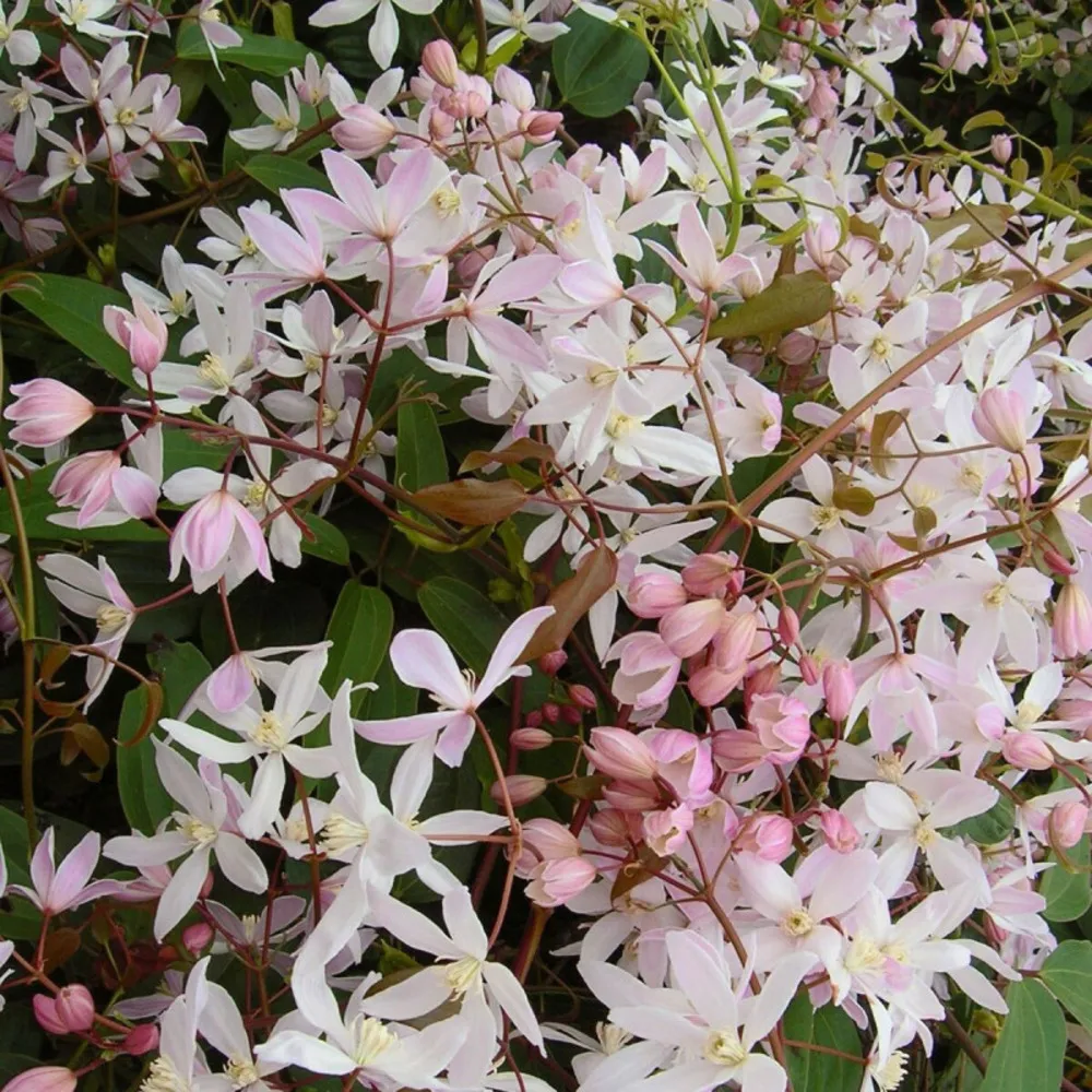 Clématite armandii apple blossom/[-]pot de 6l - tipi bambou 90/150 cm