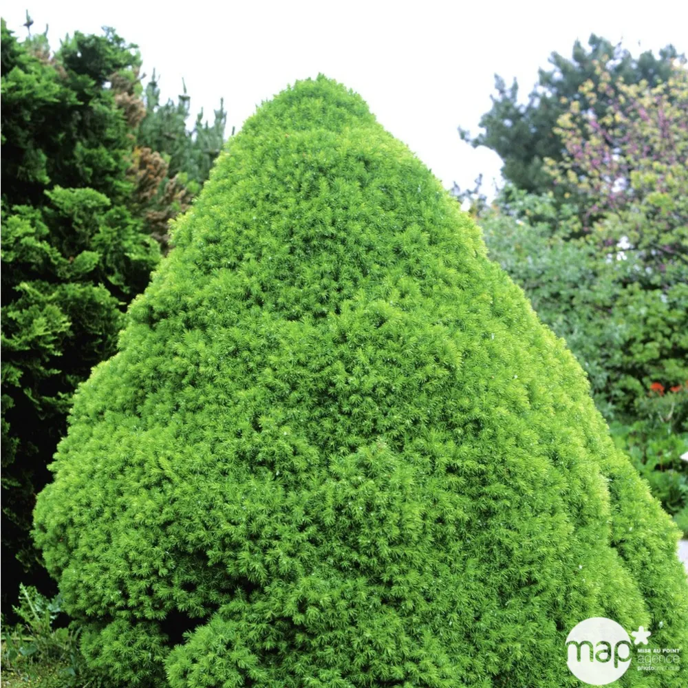 Sapinette blanche (Picea glauca) 'Conica' 30/40 : pot 3L